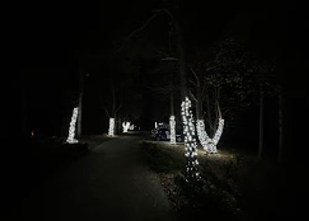 Pathway illuminated by enchanting white lights amidst dark trees at night.