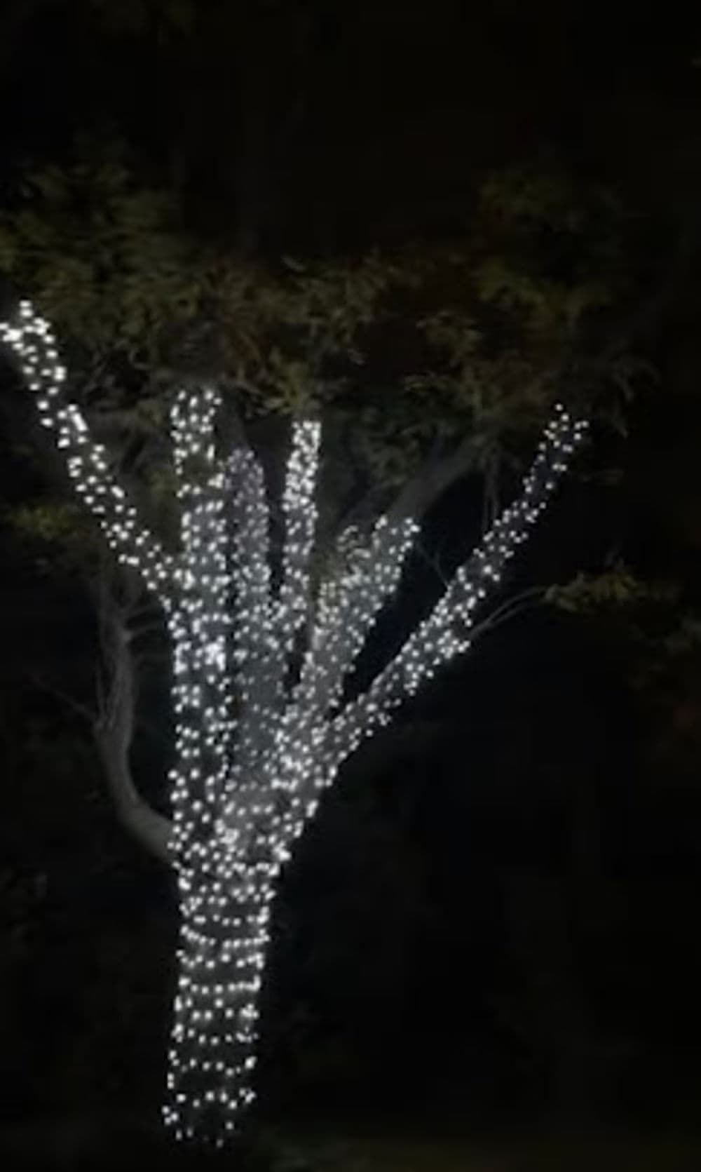 Tree wrapped in glowing white lights at night, creating a festive ambiance.