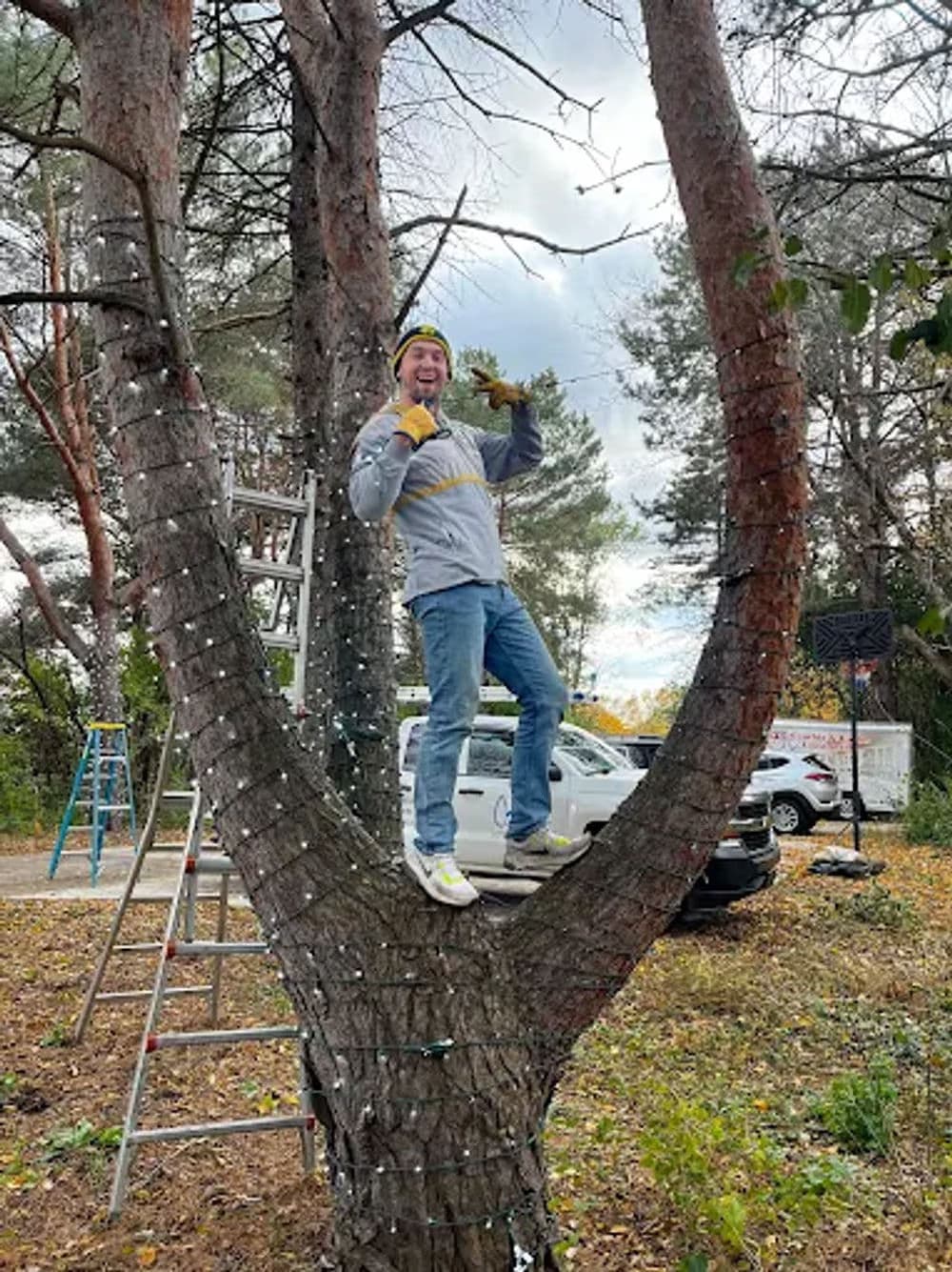 Person decorating a tree with lights, standing in a Y-shaped tree trunk. Ladders and vehicles nearby.