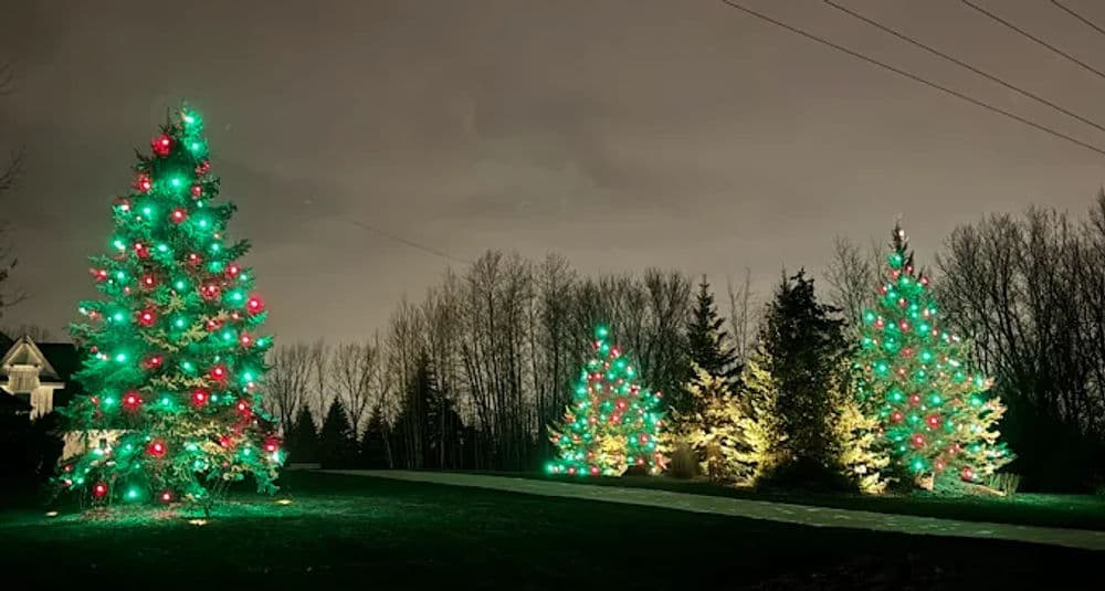 Colorful Christmas trees illuminated at night with red and green lights amidst a dark sky.